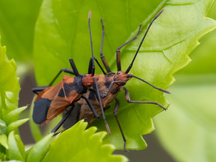 Aulacosternum nigrorubrum (False Cotton Stainer).jpg